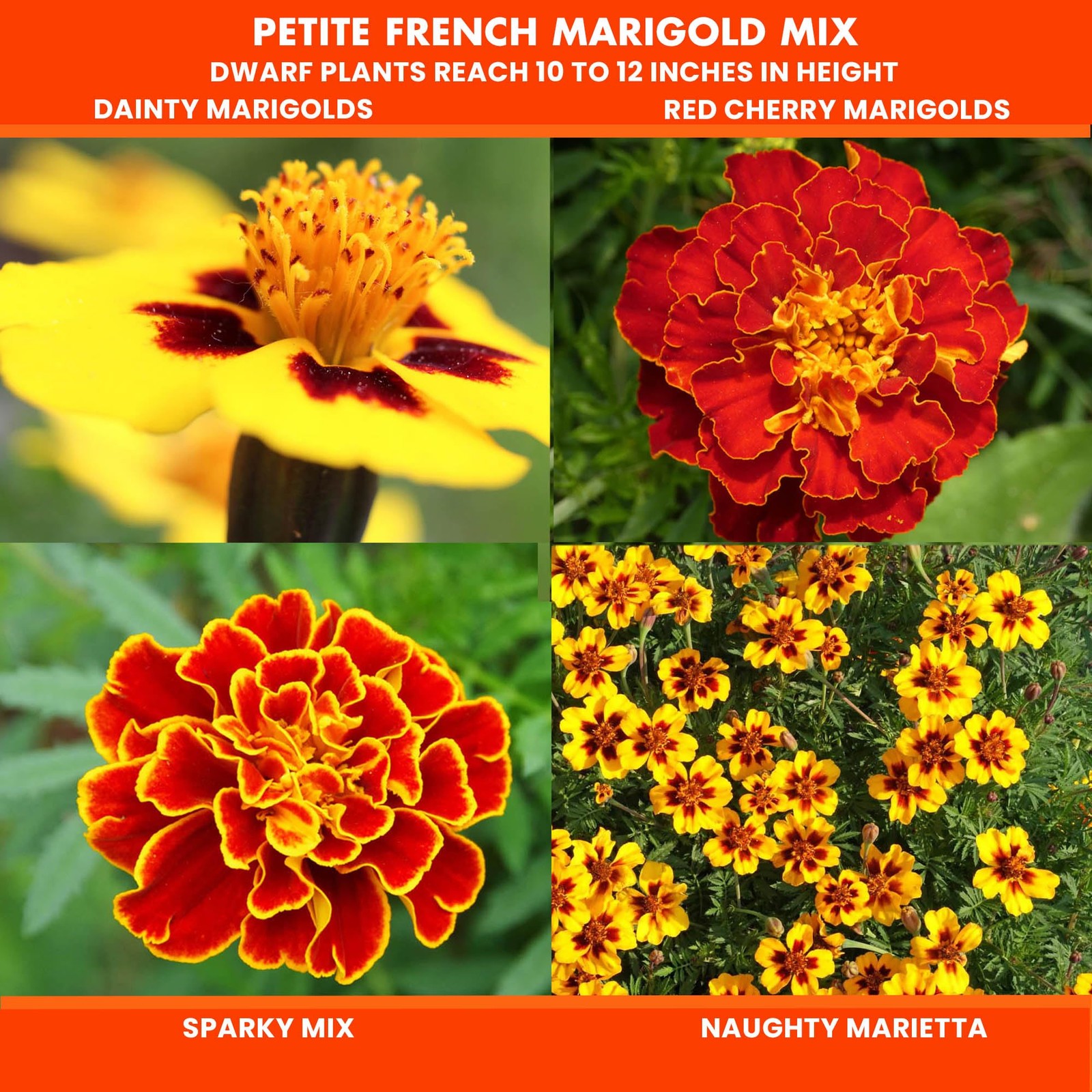 NatureZ Edge Marigold Seeds Mix, Over 5600 Seeds, 0.63 oz, Petite French