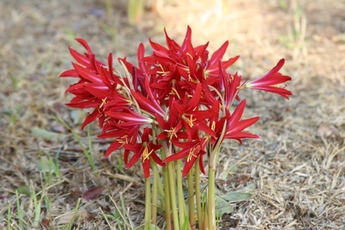 Oxblood Lily Bulbs Lilies Rain Schoolhouse Hurricane Free Ship SMALL
