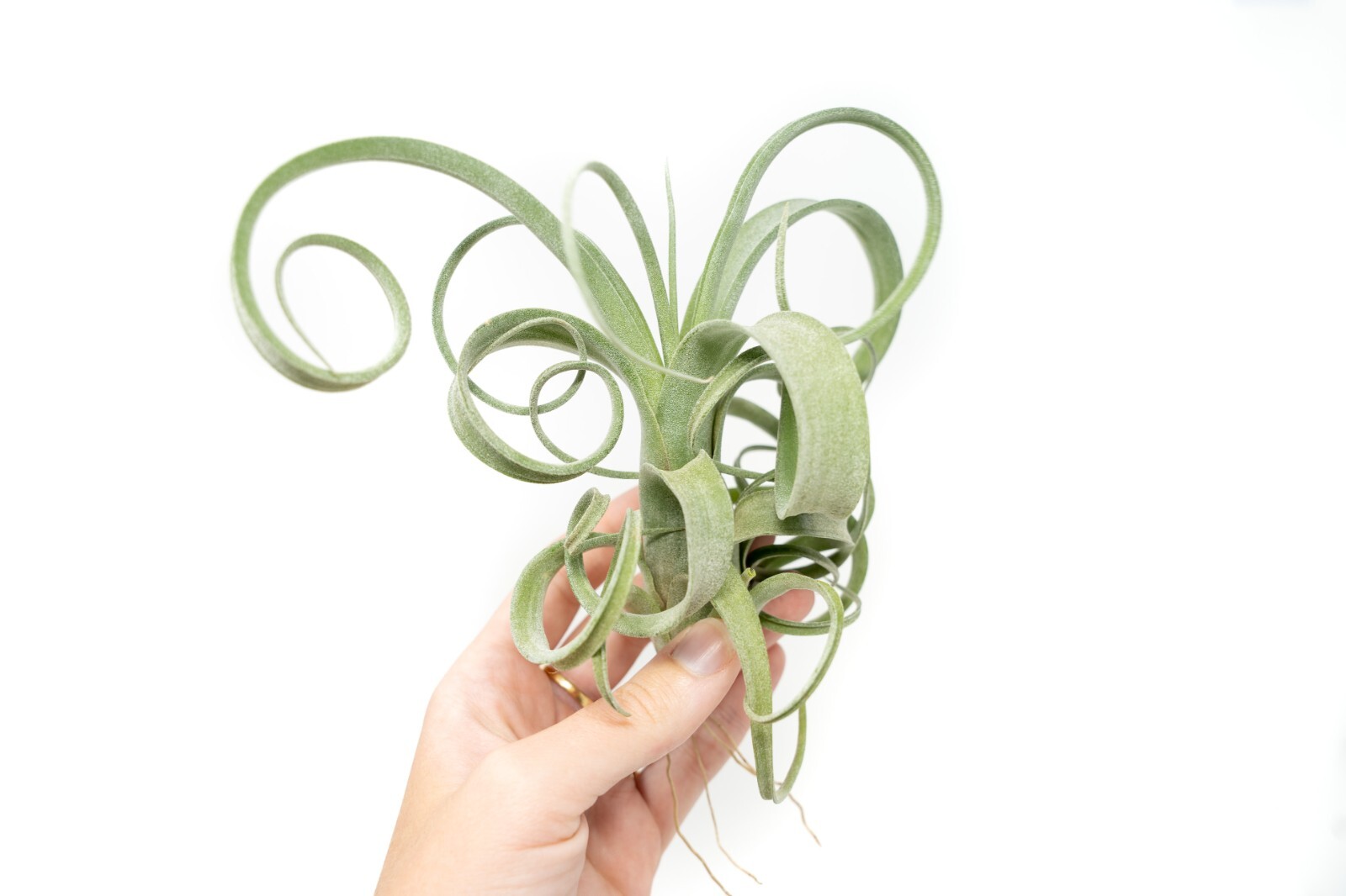 Curly Slim Tillandsia Air Plants – Wholesale Bulk – Easy Care Indoor/Outdoor