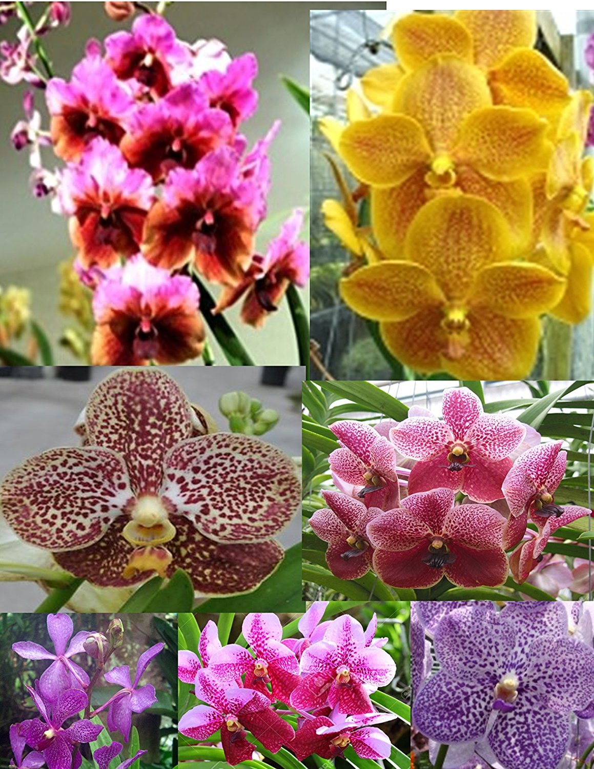 B25 – 4 Live Orchid choose (Cattleya, Oncidium, Vanda, Dendrobium,Phalaenop