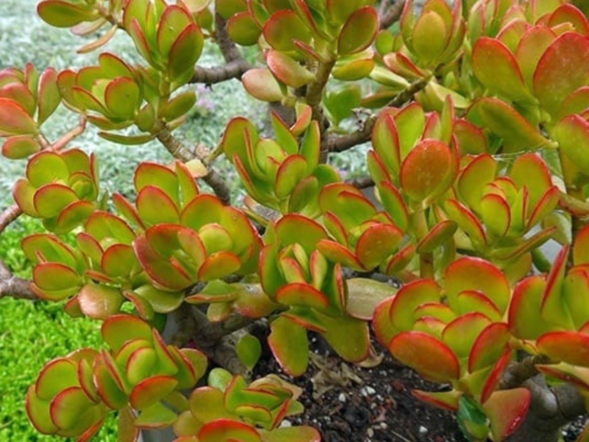 Green and Red Color Jade Succulent Crassula Ovata Plants 2 Cuttings