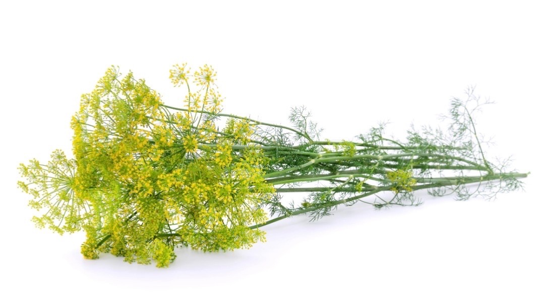 100+ Fresh Dill Seeds, Mammoth Long Island Pickling Variety, For 2026, USA🇺🇸