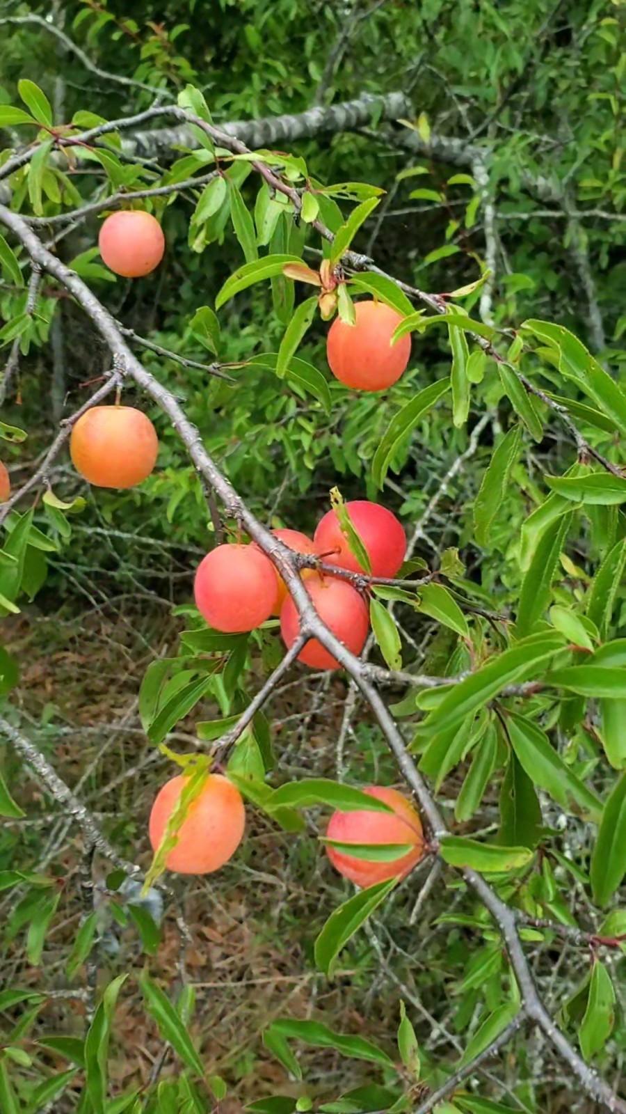 10+ Chickasaw Plum Seeds – Fresh 2026 Harvest | Beyond Organic