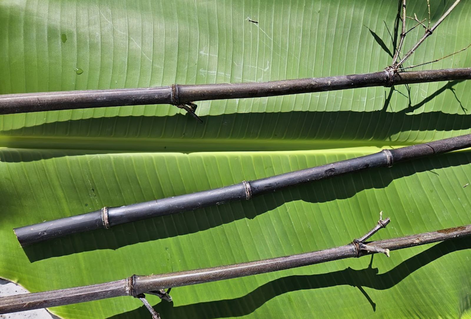 Black Bamboo Phyllostachys Nigra Live Bare Root Plant (3) Fresh Rhizomes