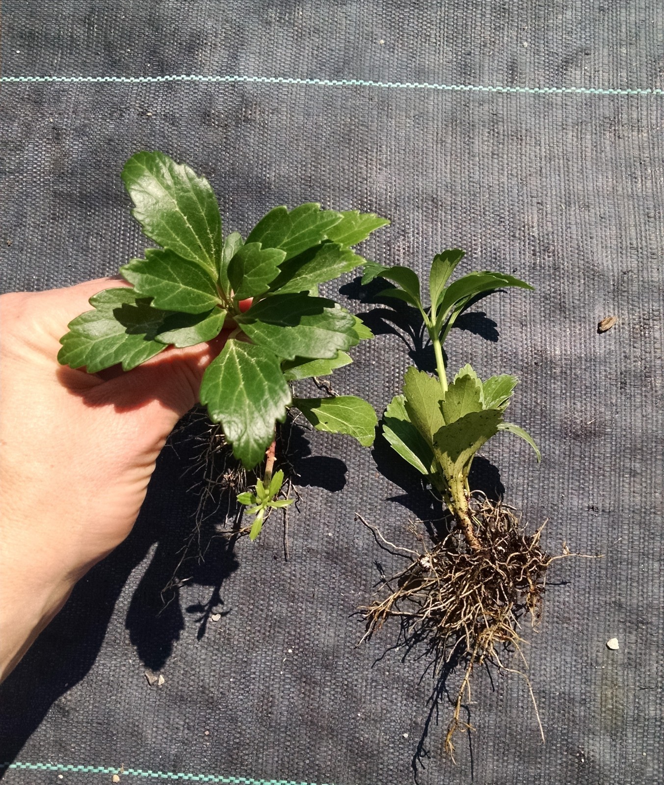 Pachysandra ‘Green Carpet’ – 100 Bare Root Plants