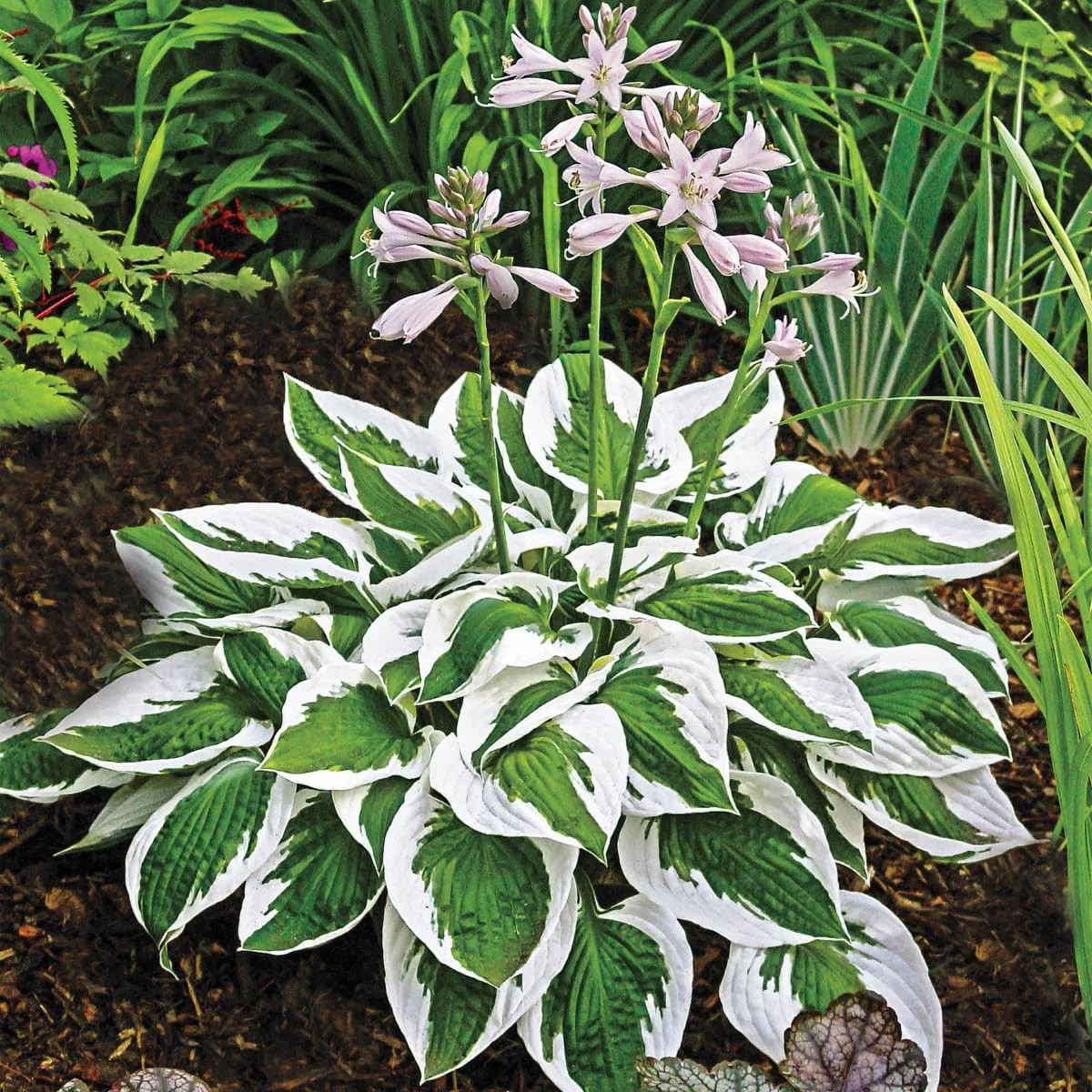290+ USA PERMIUM Giant Hosta Seeds for Planting Indoor Outdoor-Non GMO Mixed