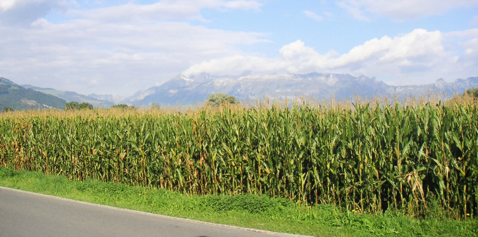 Reid’s Yellow Dent Corn Seeds – For 2025 Planting Open-Pollinated Yellow Flint
