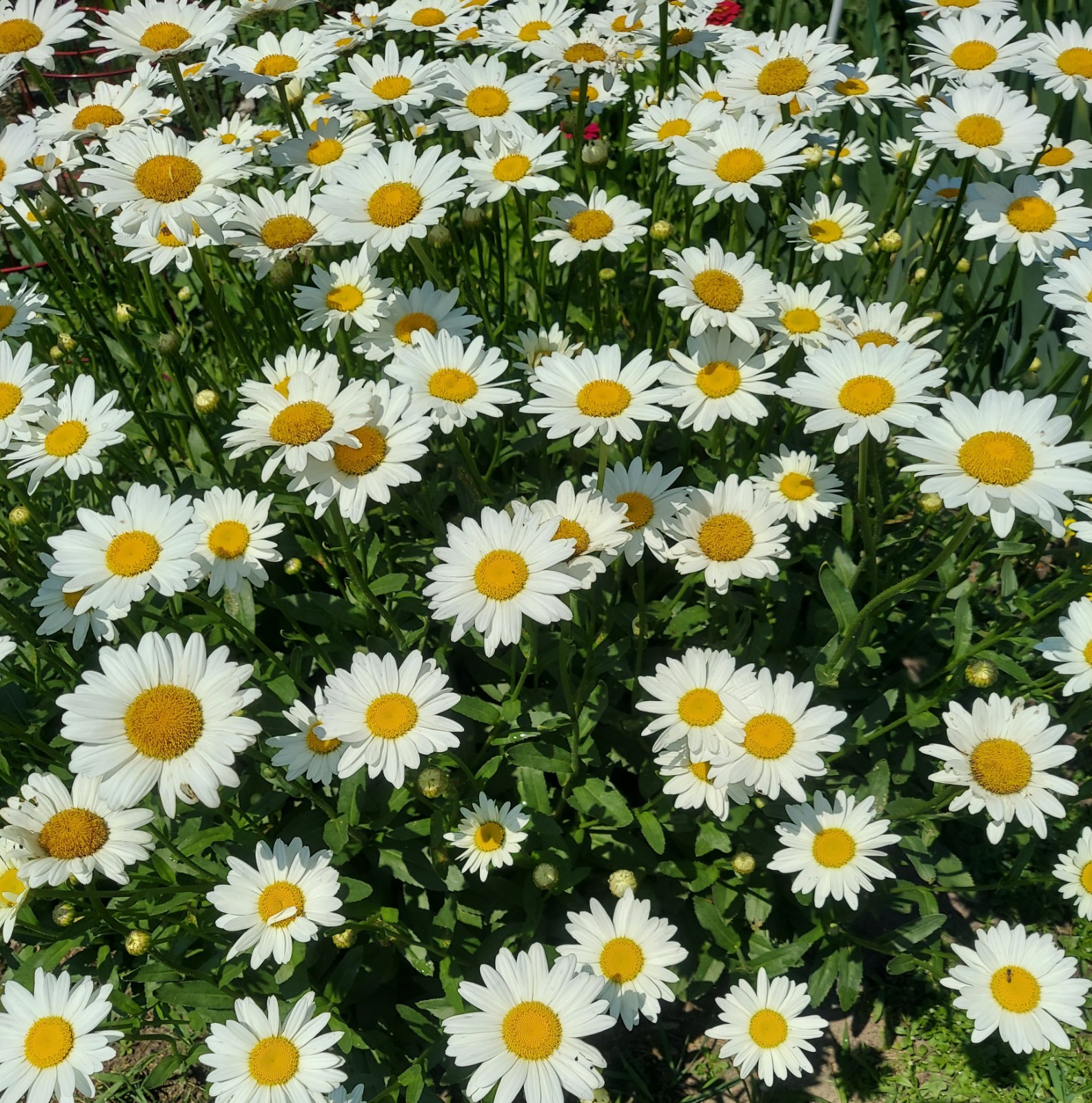 15 MATURE Shasta Daisy White Perennial Live Plants Bare Root ORGANICALLY GROWN