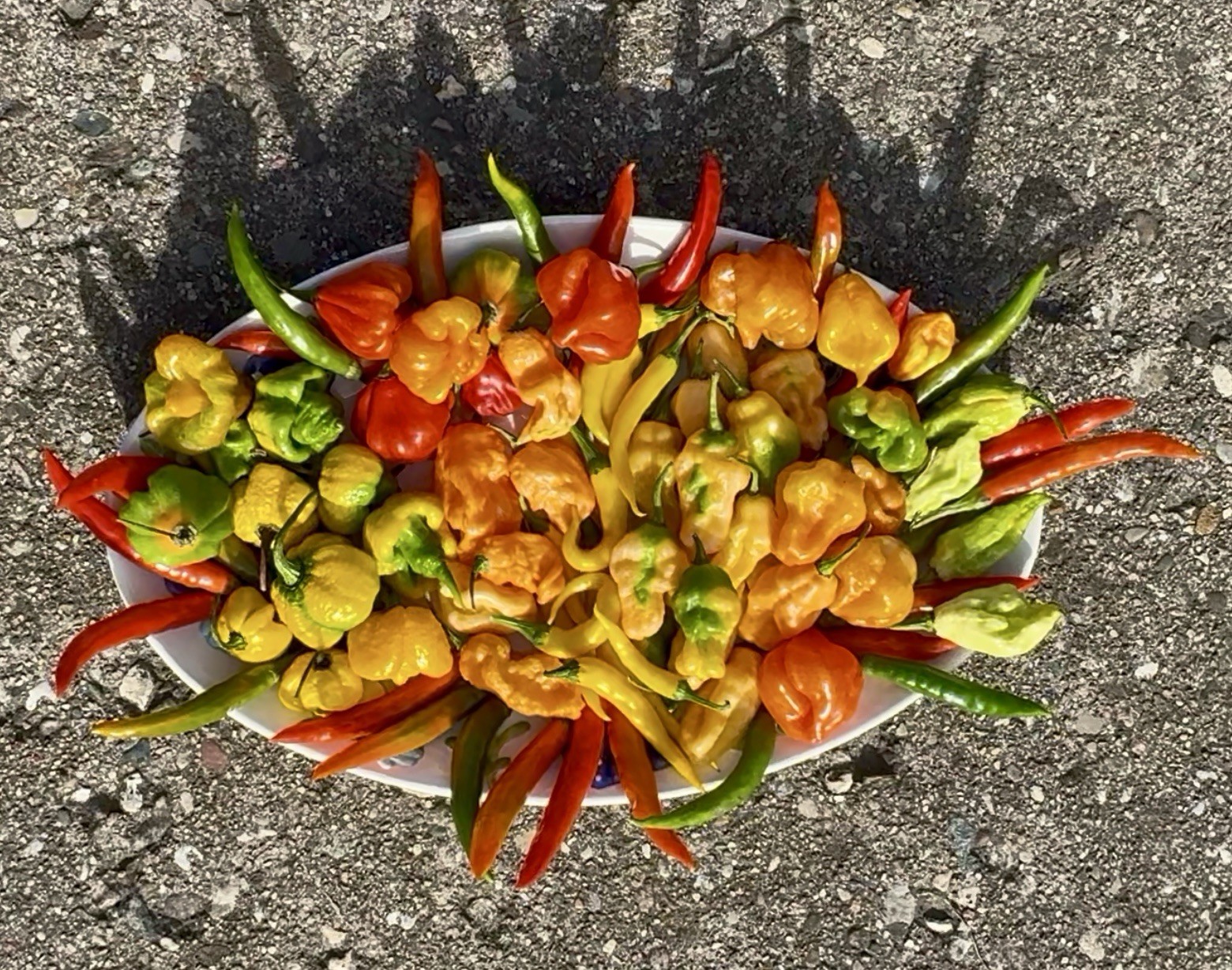 Green House Floor Hot Pepper Mix 16 Varieties 250+ Seeds