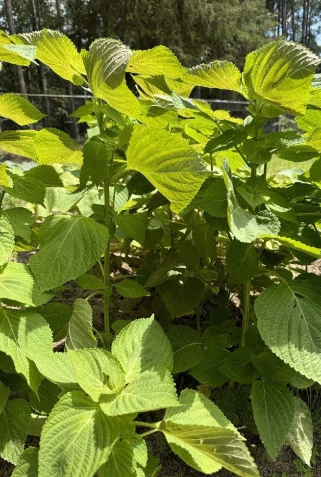 300 Korean Perilla Seeds Shiso 2025 Fresh Seeds 紫苏种子