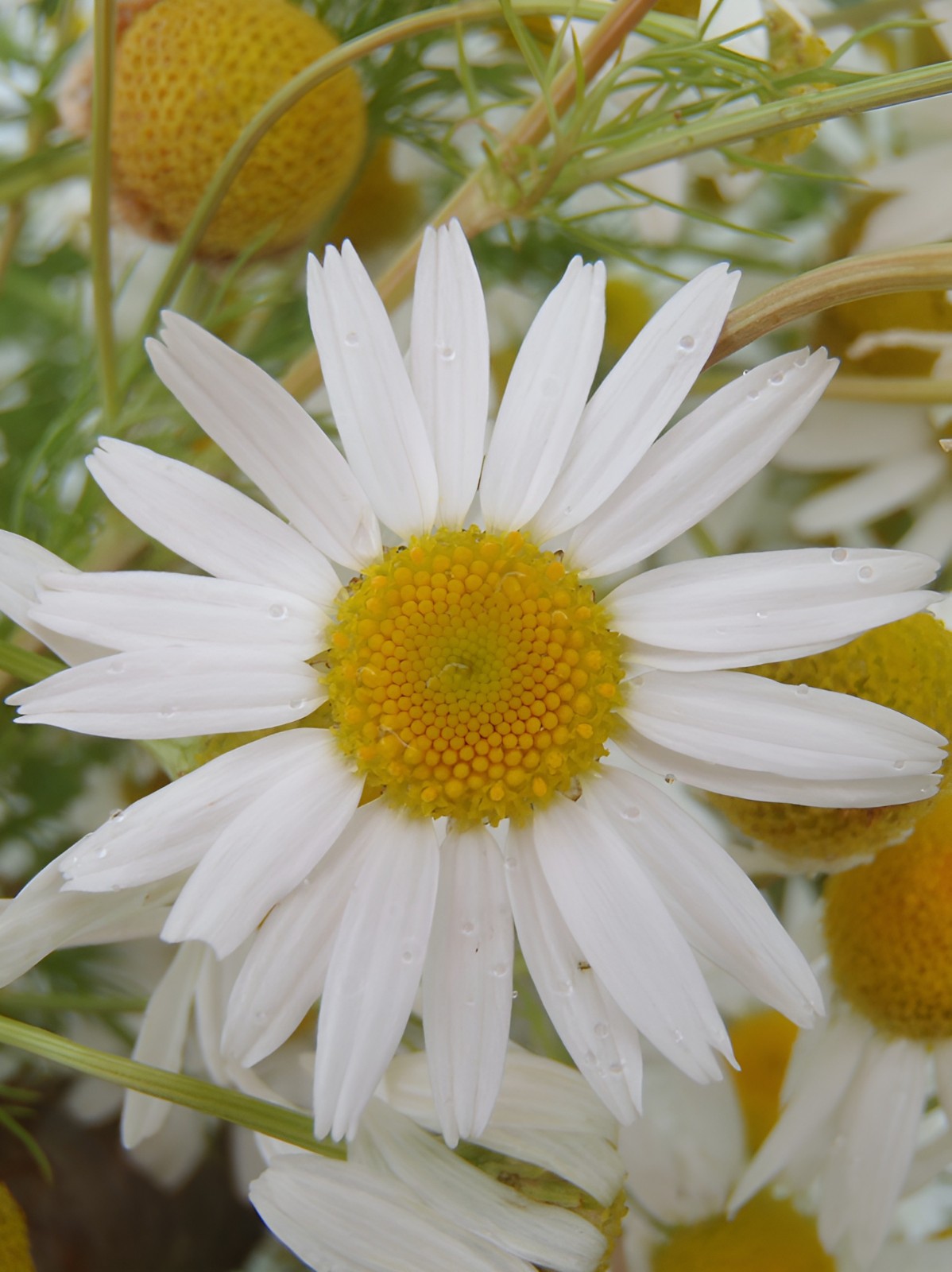 6,500 Organic German Chamomile Seeds – Matricaria chamomilla Calming Herbal Tea