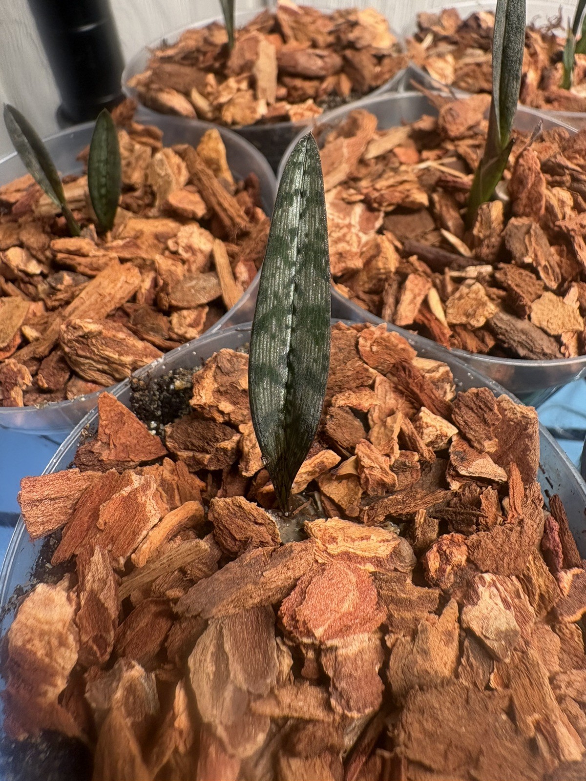 Oeceoclades spathulifera Snake Orchid rare terrestrial 2″ seedling.