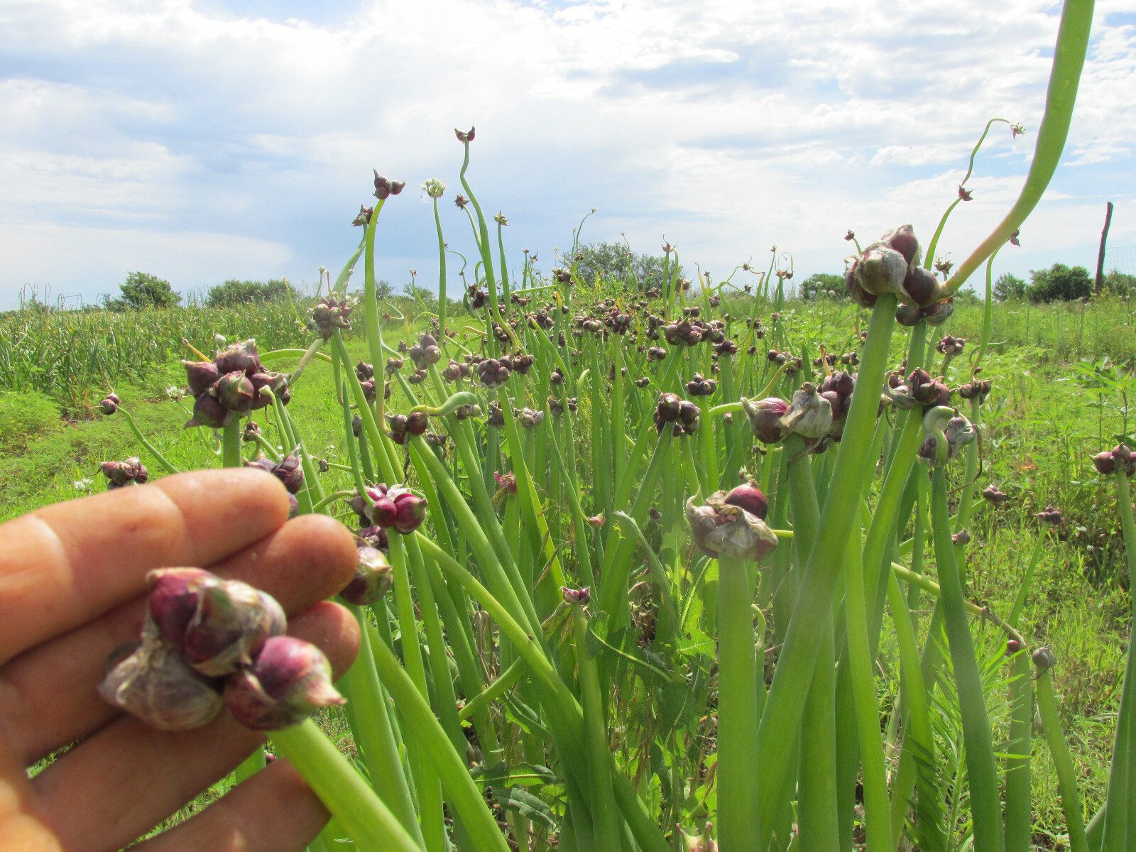 Egyptian Walking Onions, Mature Bulbs and Top Bulblets ~ Naturally Grown