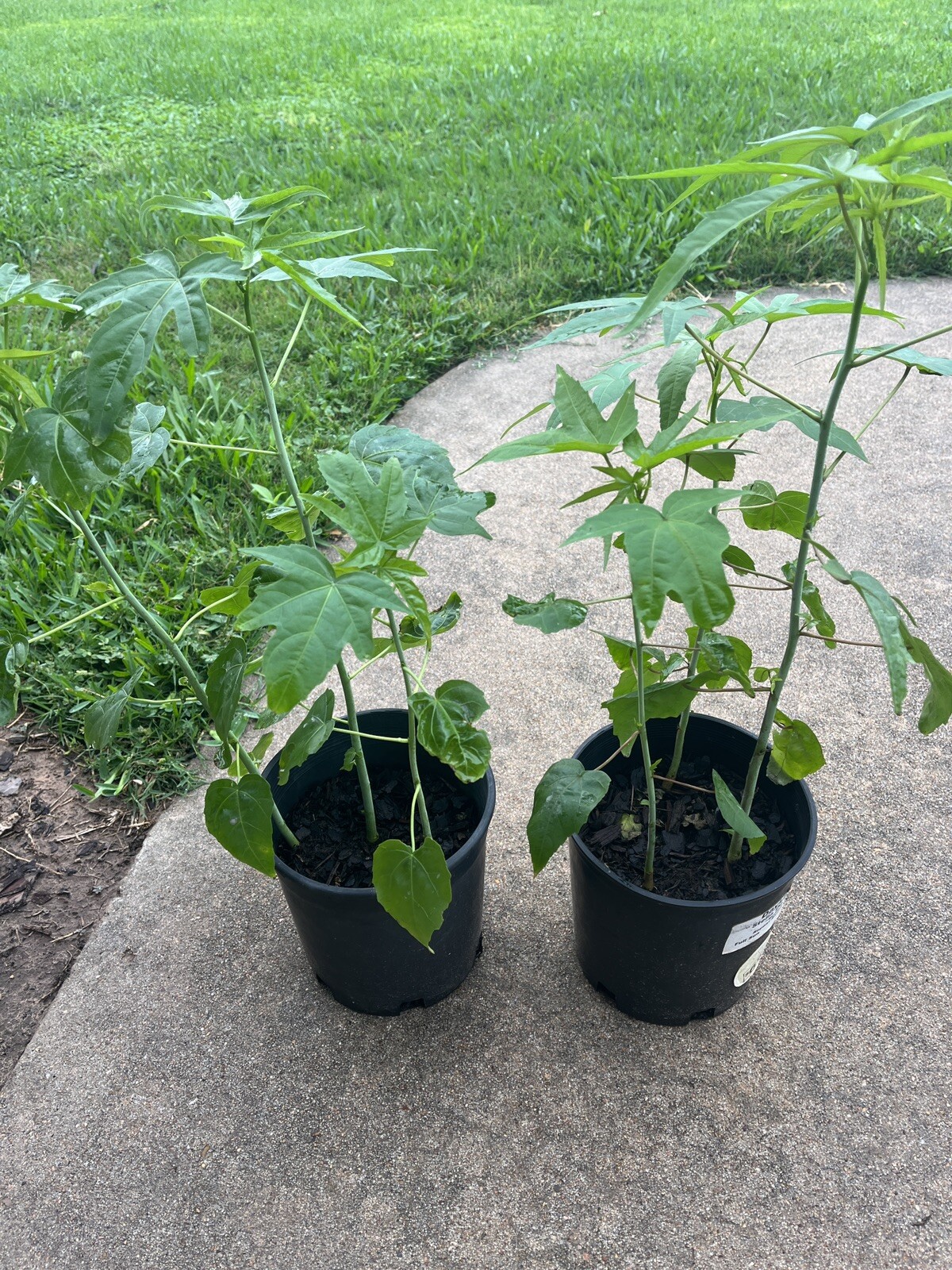 Texas Star Hardy Hibiscus Seeds RED and WHITE 50+ of each, 100+ SPRING SALE!!!