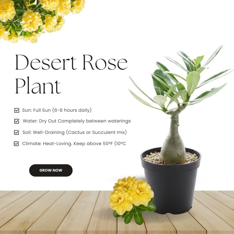 2 Pink Desert Rose Live Plants 3-6 Inch Tall, Adenium Tropical Succulent