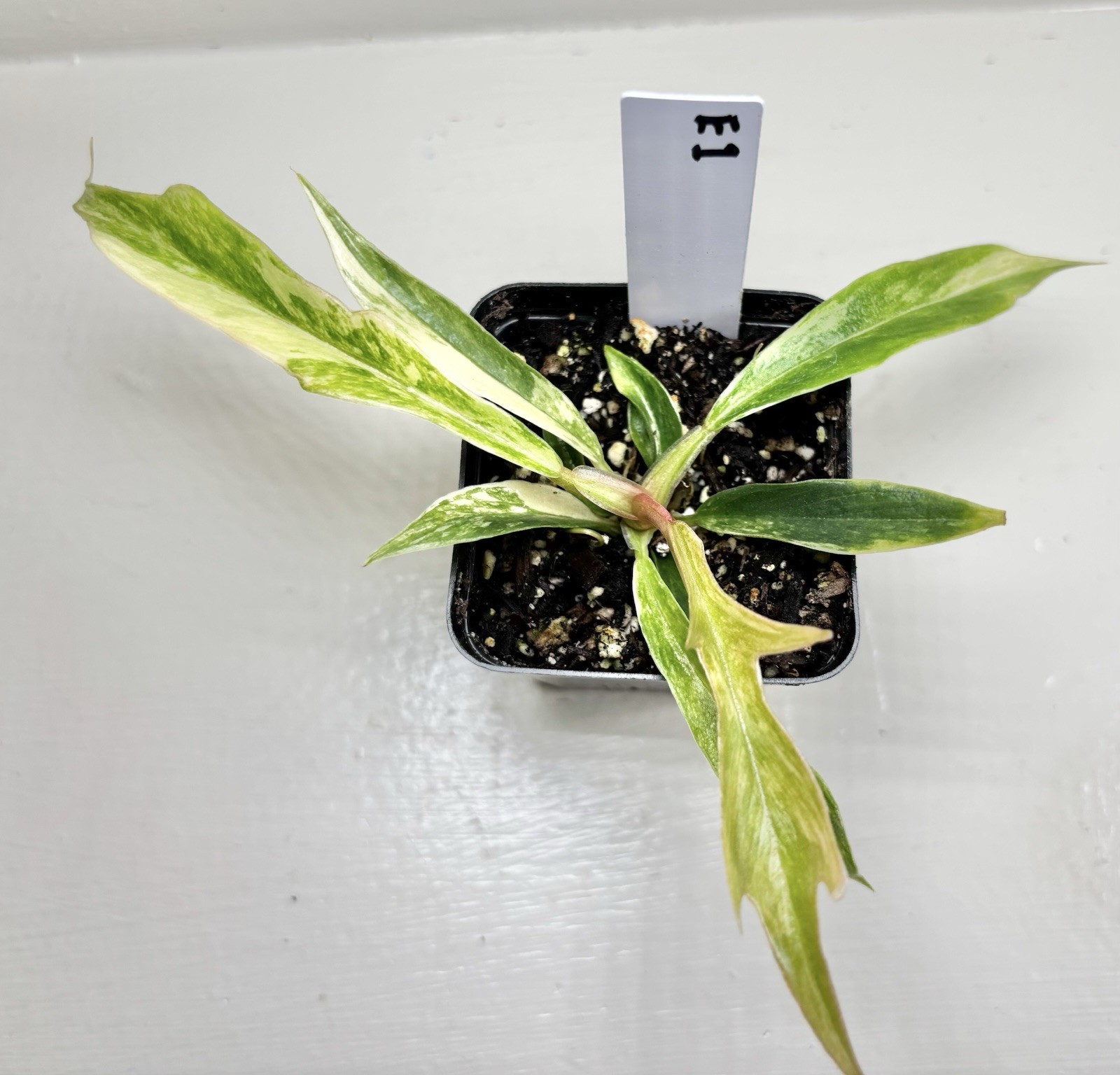 Variegated Philodendron Tortum Starter Plant – 2.5” Grow Pot