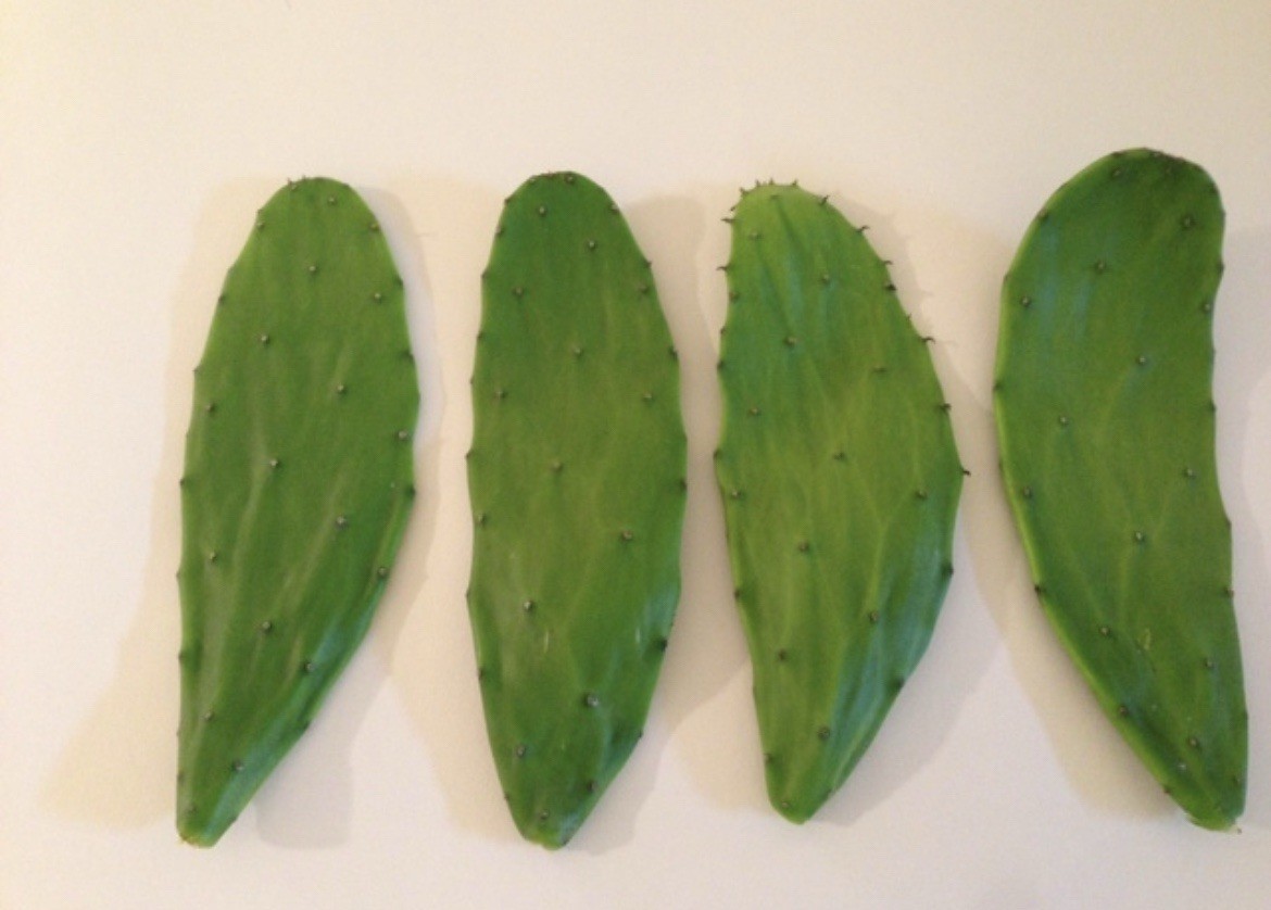 “True” Spineless Cactus Pads – Organic, picked to order – 15lbs