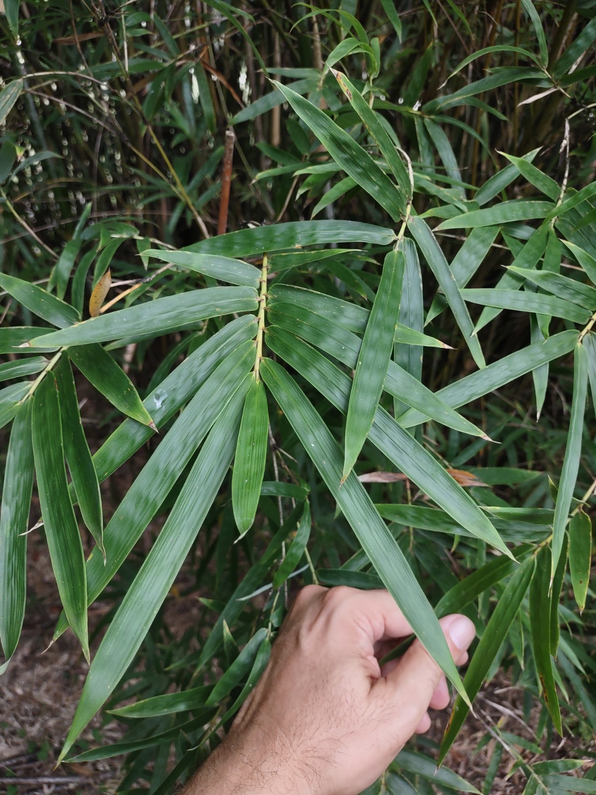 Bambusa multiplex – Green Hedge Clumping Bamboo – Start, One Rooted Cutting