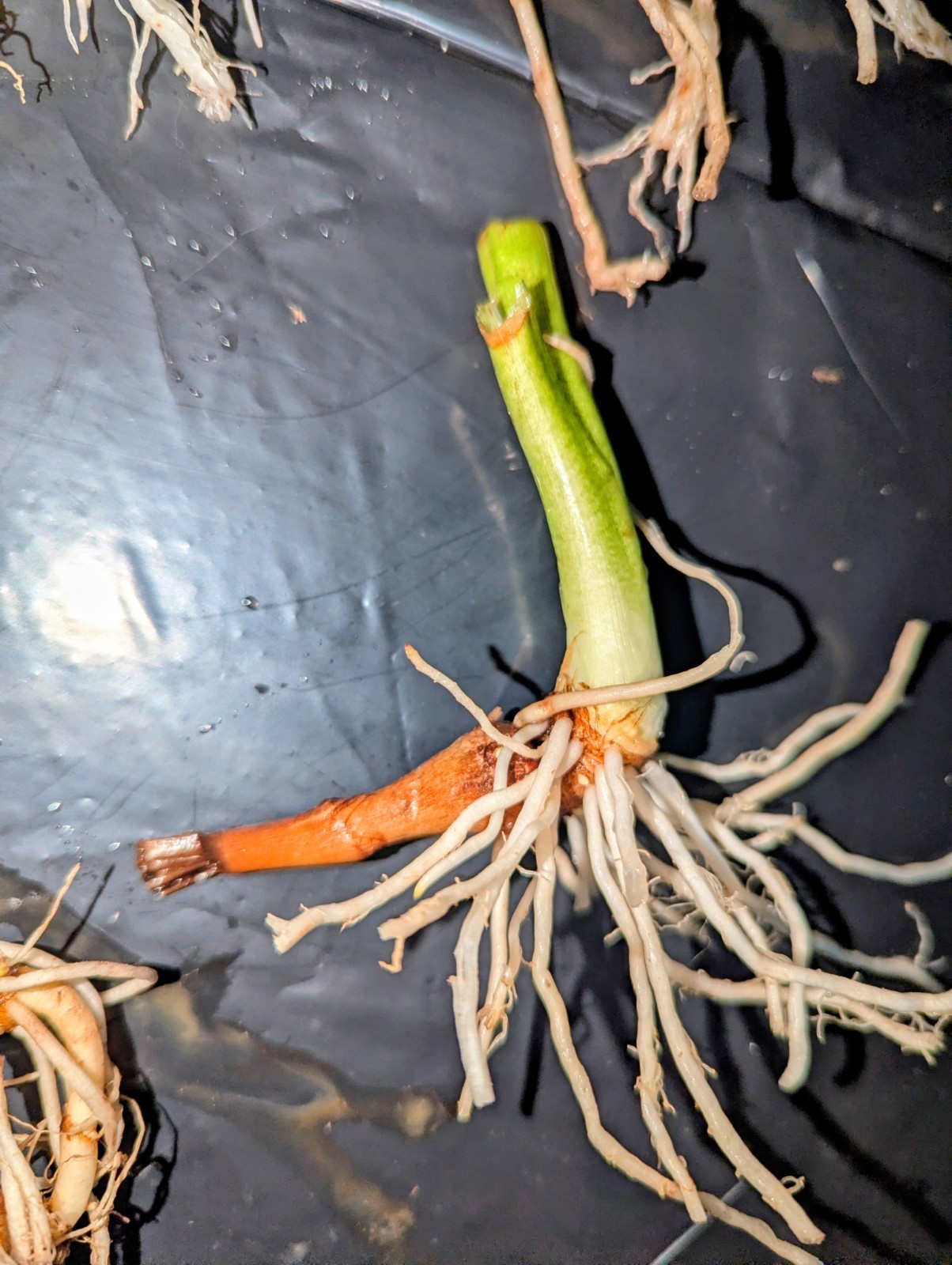 3 Live Elephant Ear Bulbs Sprouts Dwarf Compact Colocasia Tropical Patio Plant