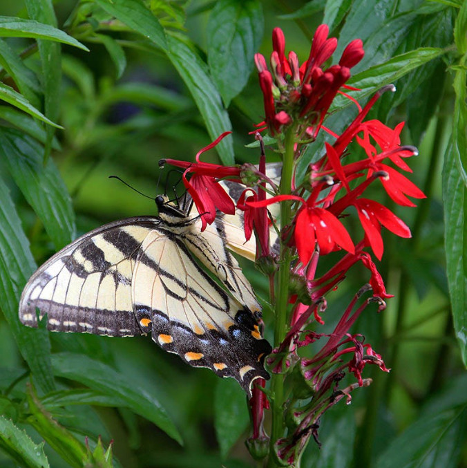 Set 5 Red Cardinal Flower Bare Roots – Perennial Native Plant for Garden