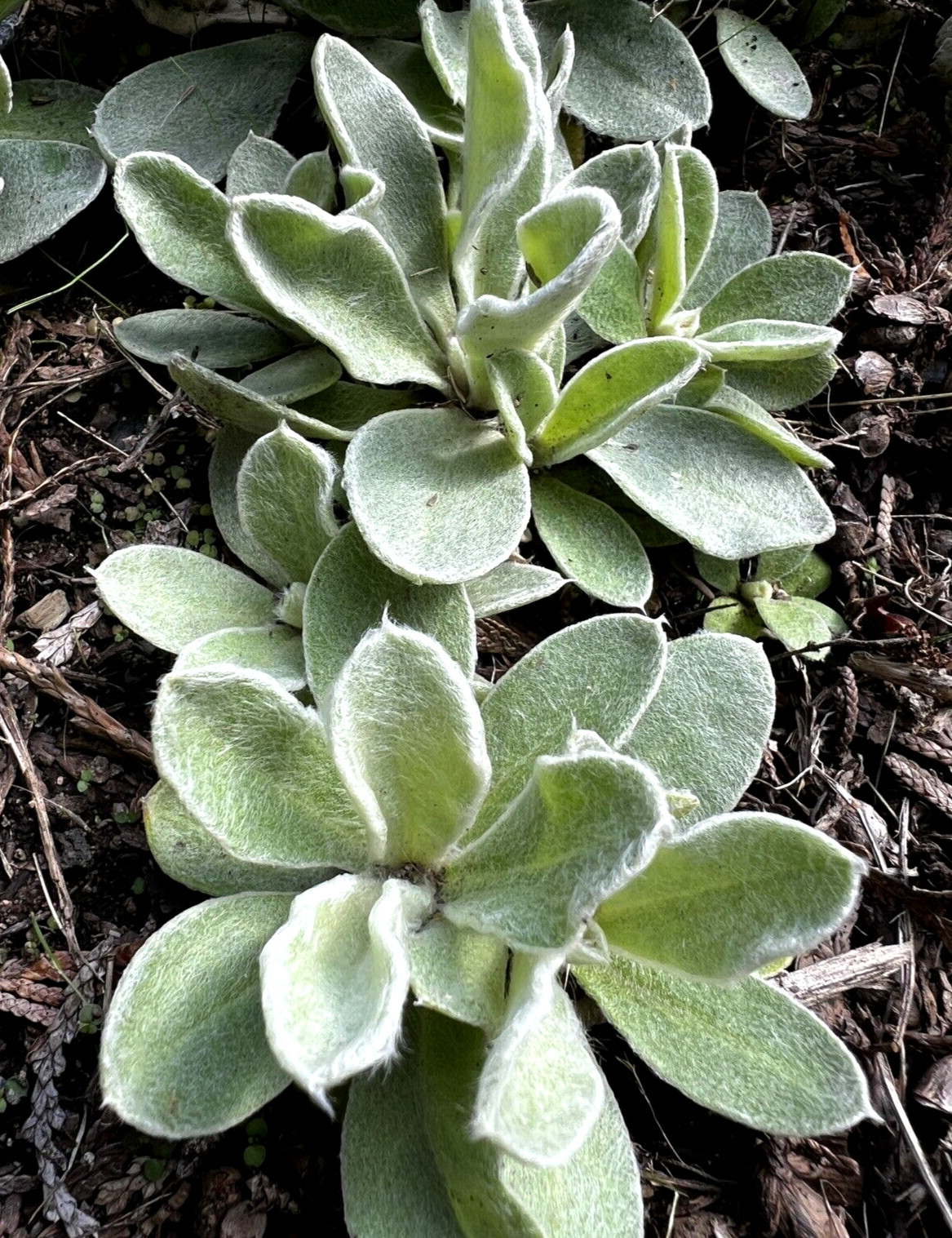 Rose Campion Heirloom Lychnis Coronaria Perennial Lot 20 Plants, Free Shipping