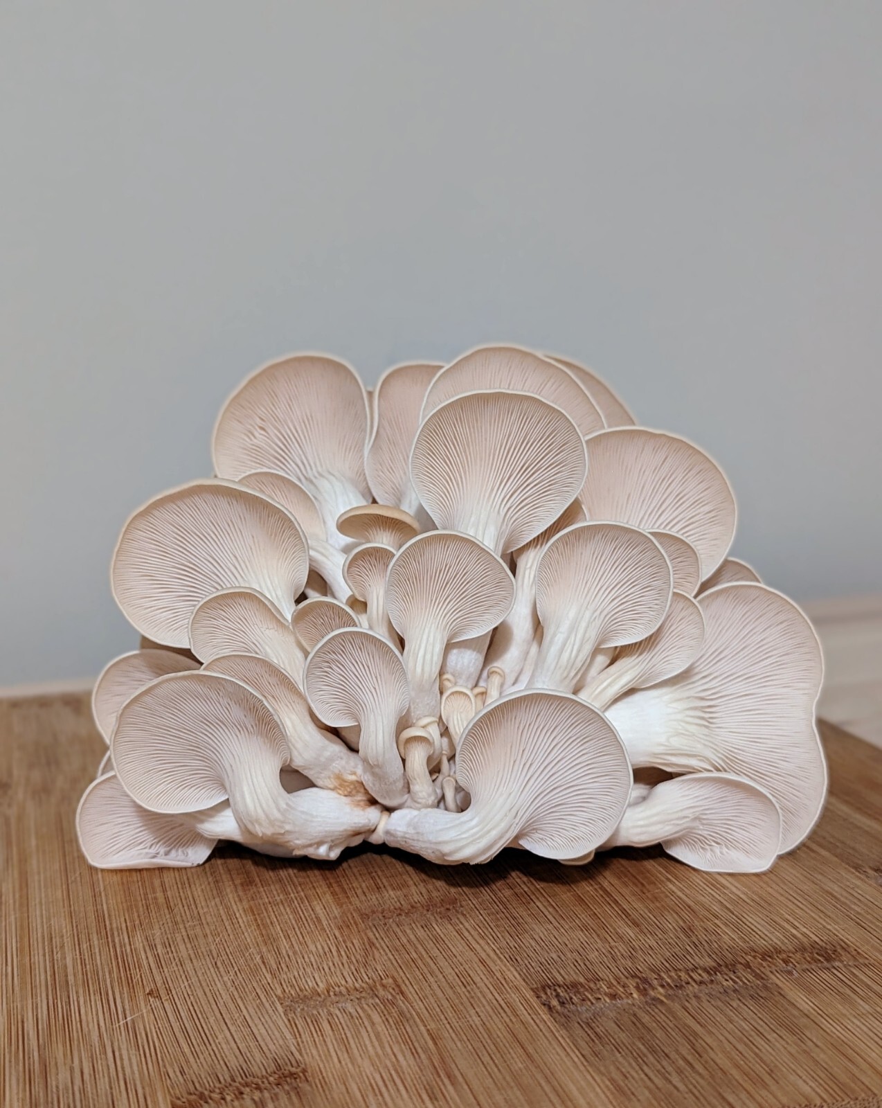 Gourmet Mushroom Culture Special! Over 180 Species Available at PrimeFungi