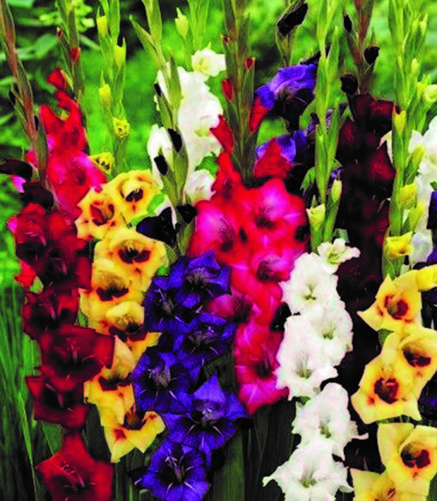New (10) Mixed Colors Gladiolus Large.Flowering Small Bulbs, Check other items