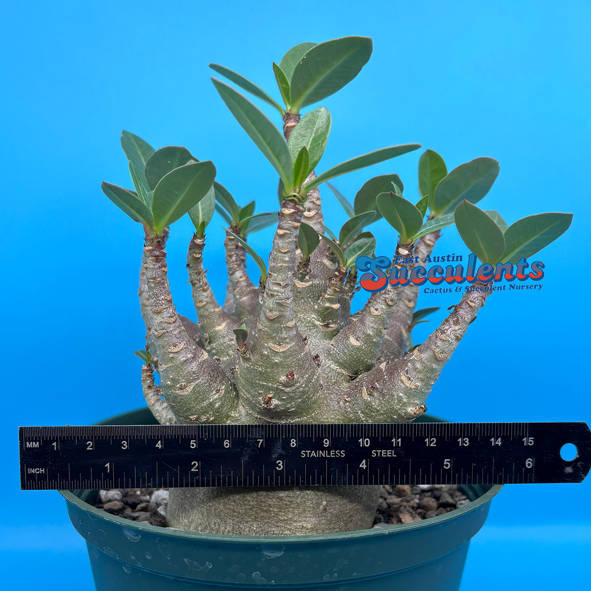 Adenium thai socotranum hybrid ‘black skin’ – Live Rooted Succulent