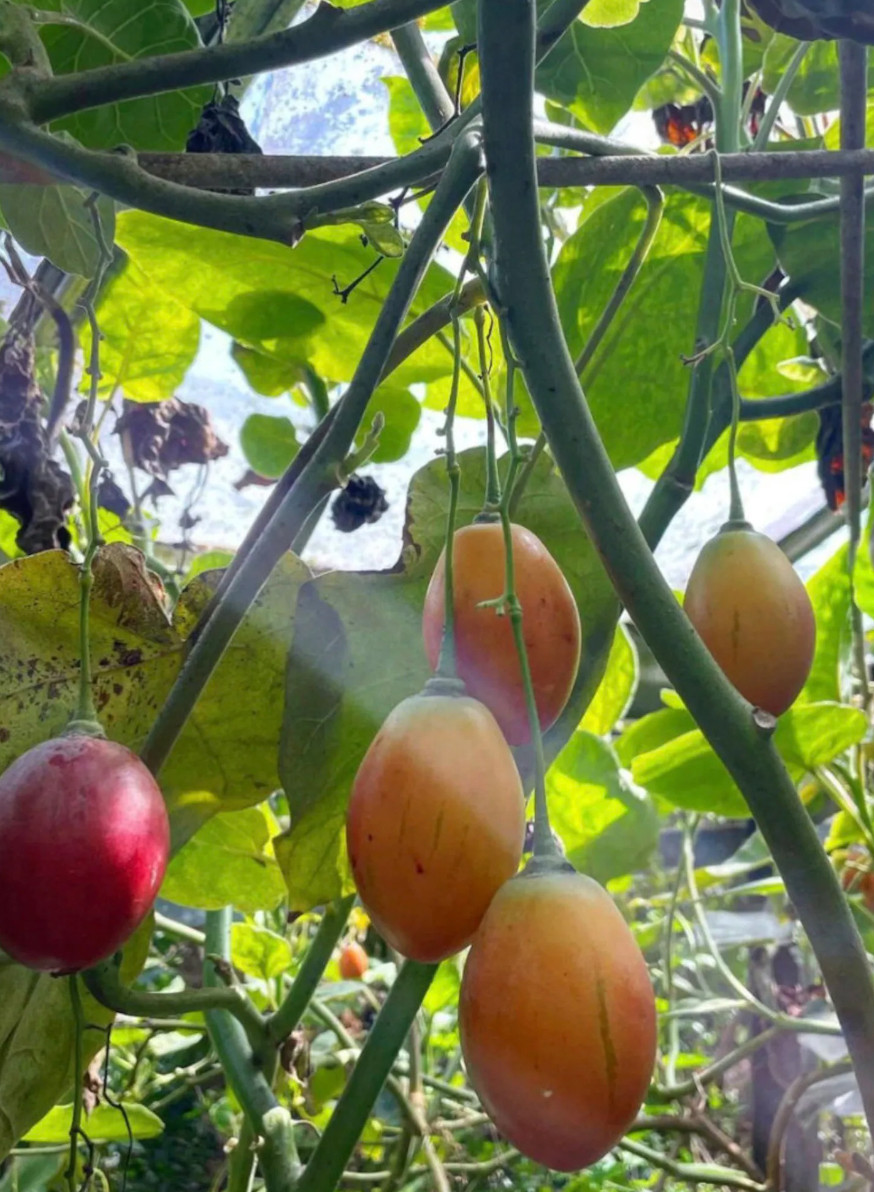 Mixed pack of 6 cuttings of Tree tomato, Solanum betaceum. Red, orange, yellow.