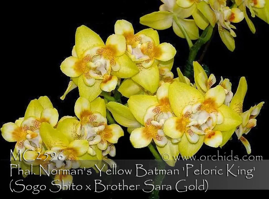 In spike to flowering. Fragrant, Peloric flower. Phalaenopsis Norman’s Yellow Ba