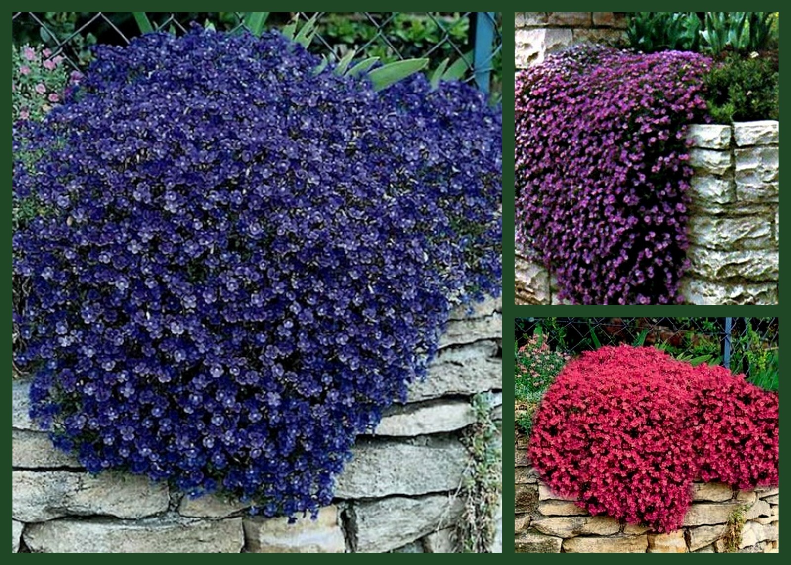 “Rockin Rock Cress” 3 Pk Special, Heirloom Groundcover Seeds, Heirloom Non-Gmo