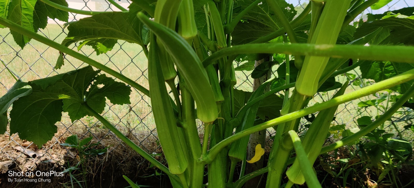 High-yield OKRA seeds / Đậu Bắp Cao sản for 2024 season. US seller