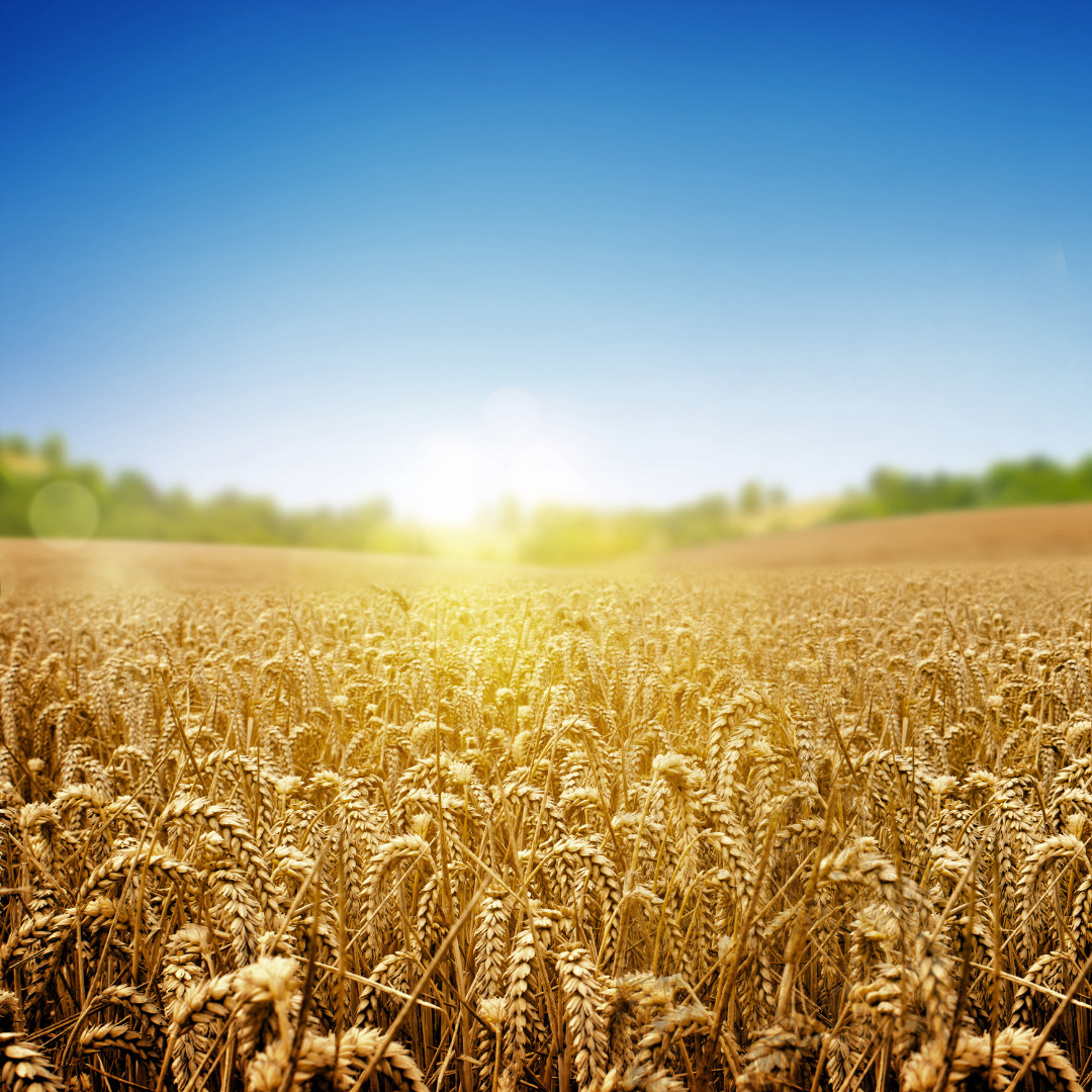 Fresh Wheat Seeds | Hard Red Winter | Organic | Heirloom Non-GMO | Grain Seeds