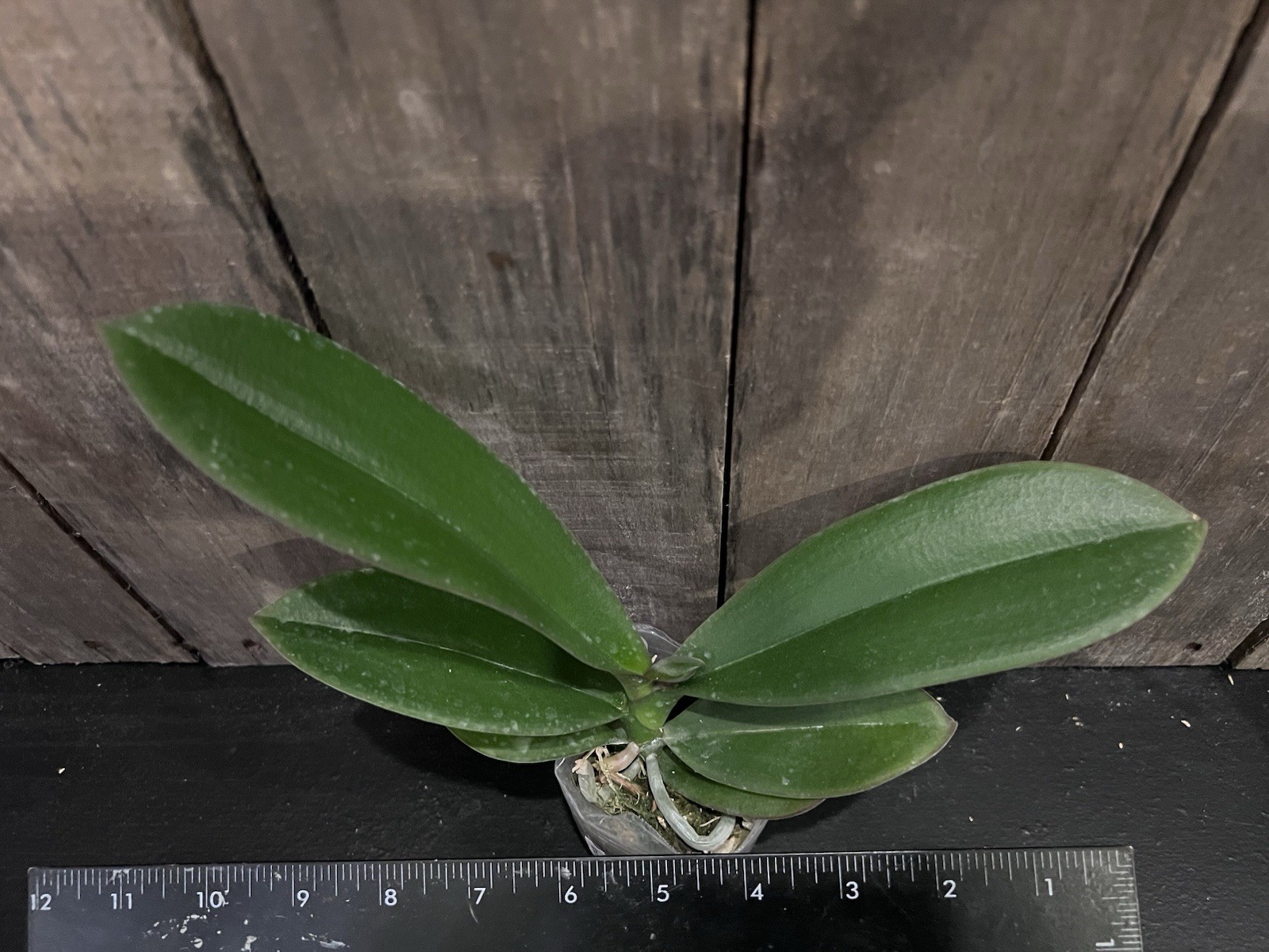 Phal. Red Hedgehog, Mericlone, Blooming Size, FREE Shipping