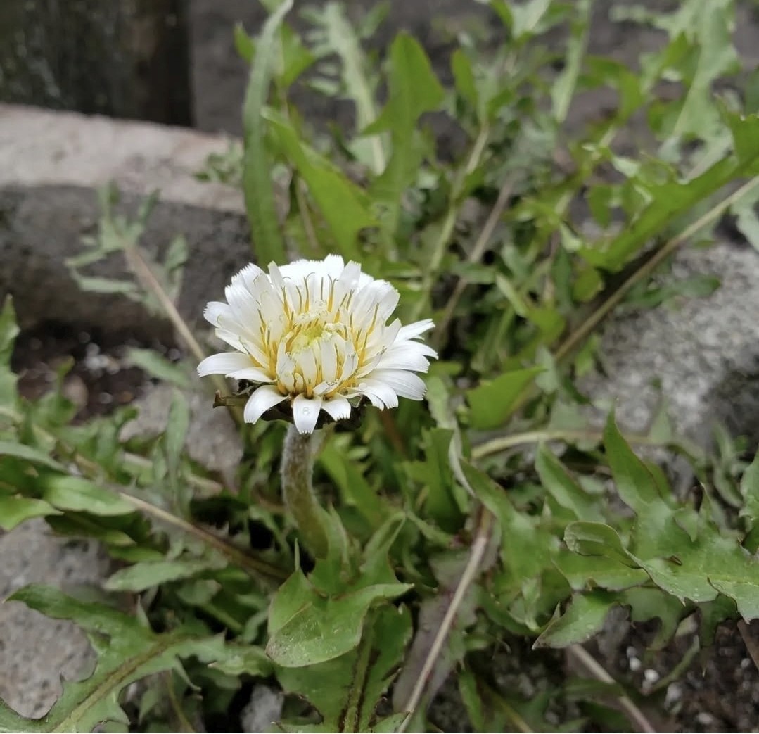Japanese White Dandelion Seeds RARE 10 Organic Seeds *FREE SHIPPING*