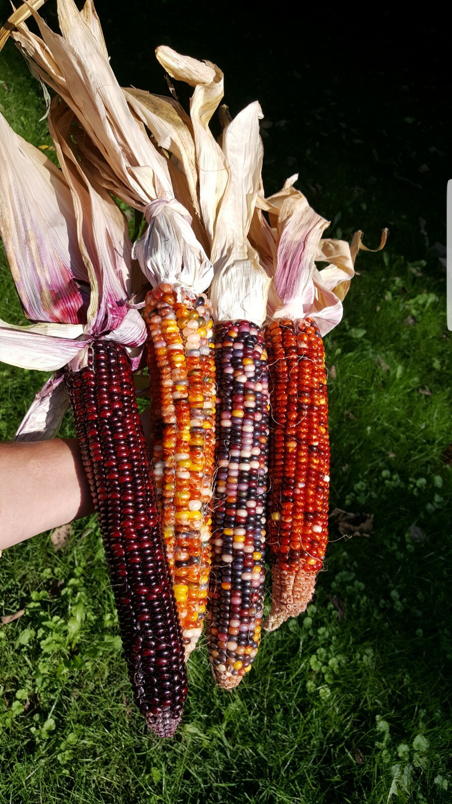 Rare Giant Indian Corn Seeds X50!Colorful Massive Ears,Ornamental!Easy To Grow!
