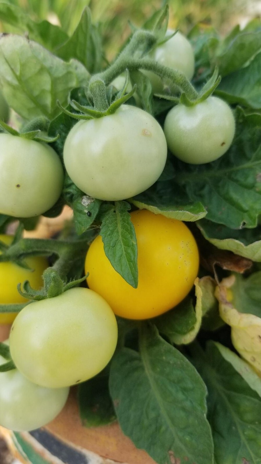 Orange Hat Yellow or Tiny Tim red – Dwarf Micro Tomato seeds – Heirloom/GMO FREE
