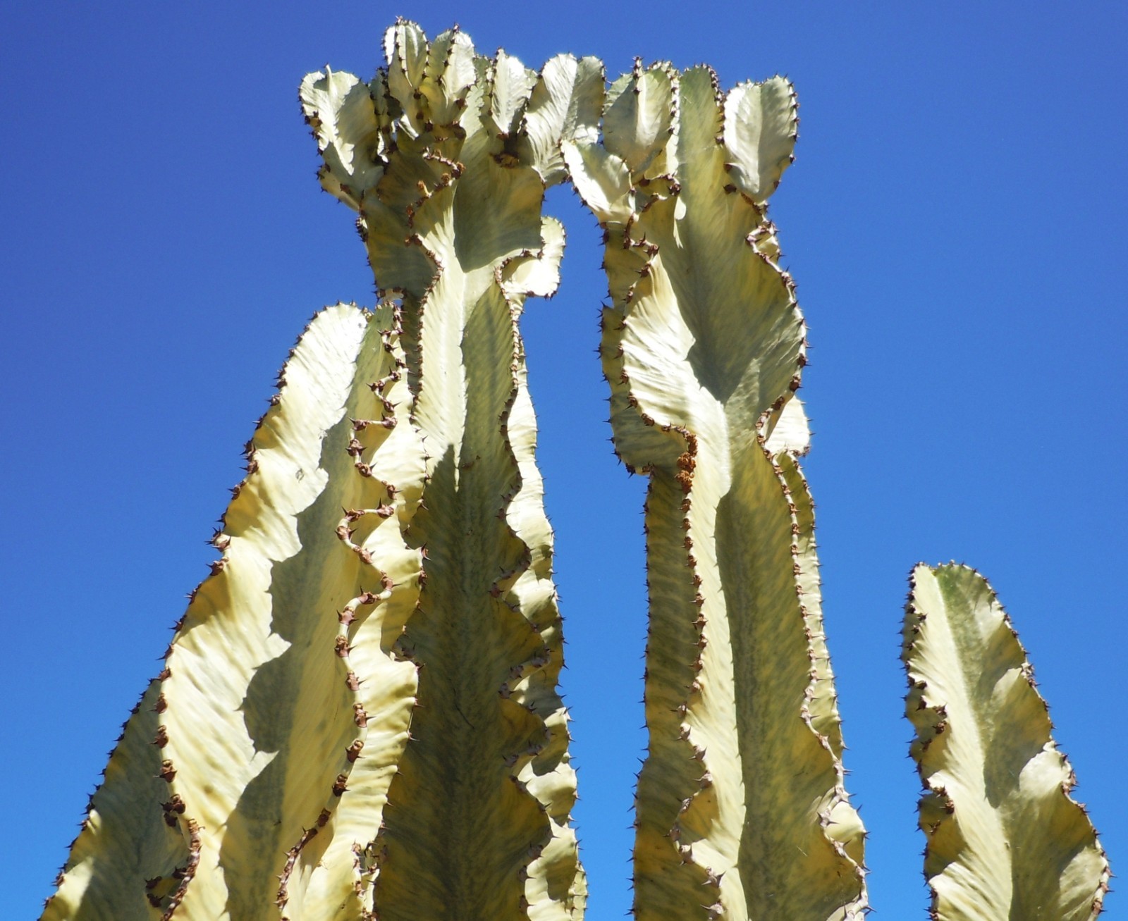 Live Succulent Cuttings – Euphorbia Ammak Desert Cactus (11 inches)