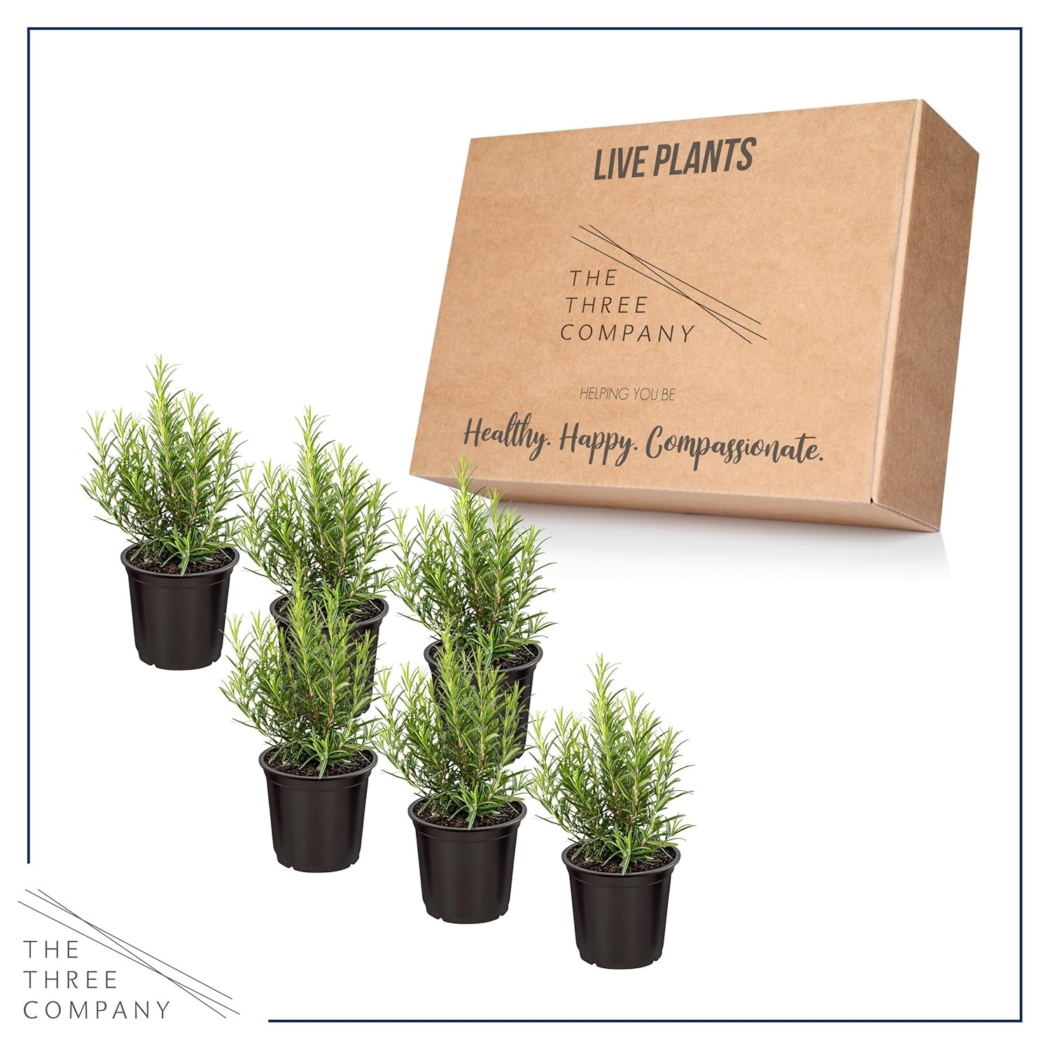 Rosemary Herb Seeds 6 Pack Fresh Edible Aromatic Plants For Sale Buy Rosemary
