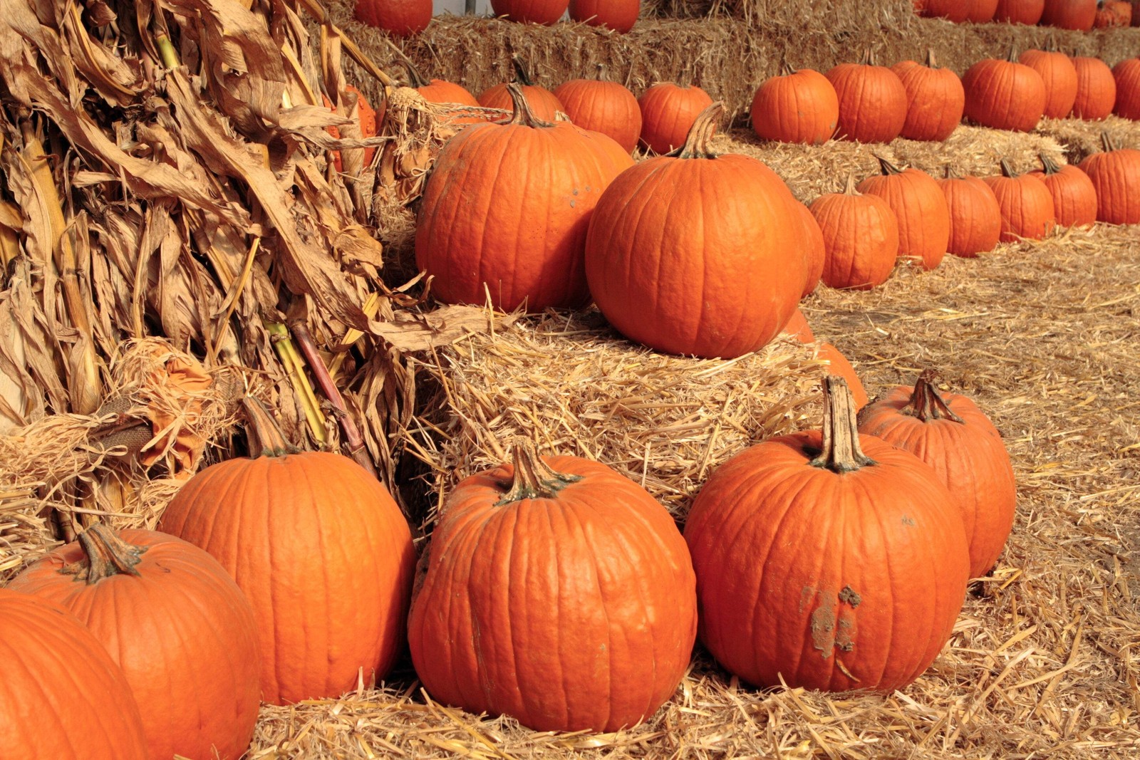 50 CONNECTICUT FIELD PUMPKIN BigTom Orange Yankee Cucurbita Pepo Vegetable Seeds