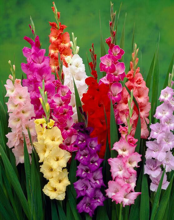 Gladiolus Large Flowering ‘Rainbow Mixture’ 10 Bulbs Size 12/14 cm
