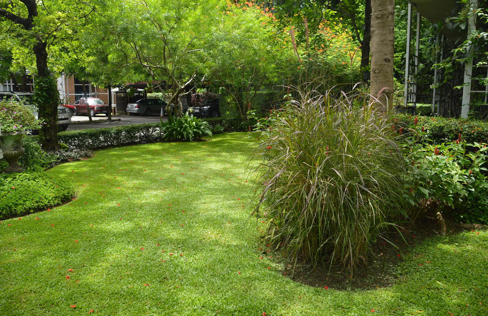 Premium Carpetgrass Seed w/moisture retaining coating 70,000 seeds