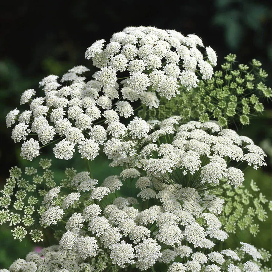 False Queen Anne’s Lace, Bishop Flower Seeds | 1,000+ Seeds | Non-GMO