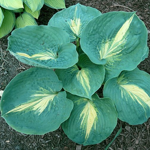 hosta DREAM QUEEN medium thick tough disease-free 2.5″ pot = 1 Live Potted Plant