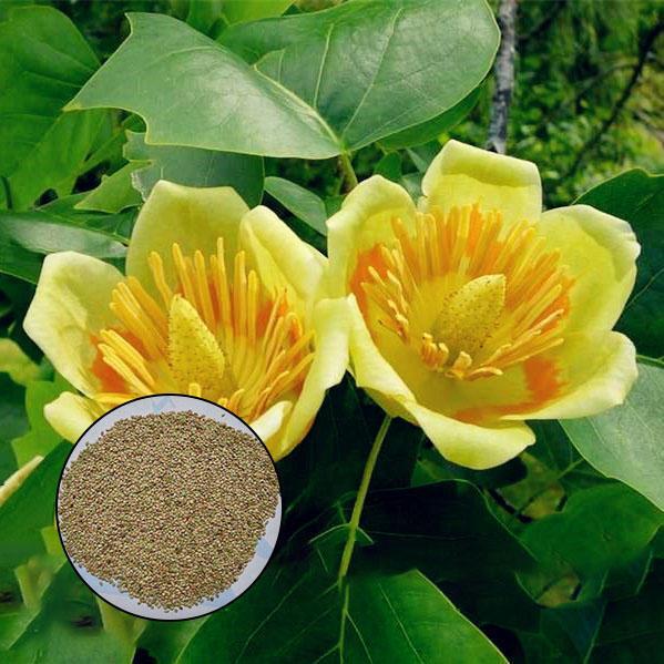 1-2000 PCS Chinese Tulip Tree Seeds Liriodendron Chinense Yellow Flower 0159