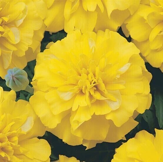 French Marigold Mix – NON-GMO – Free Shipping
