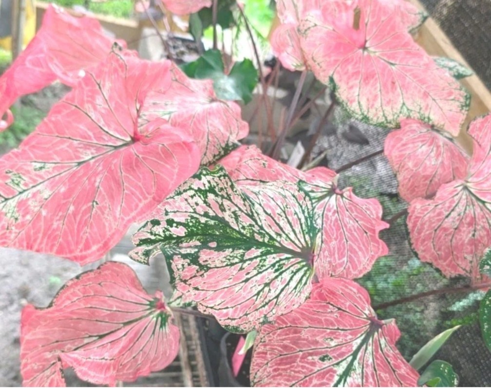 RARE Thai Beauty Caladium Plant Pink Green Translucent Leaves Live Rooted Aroid