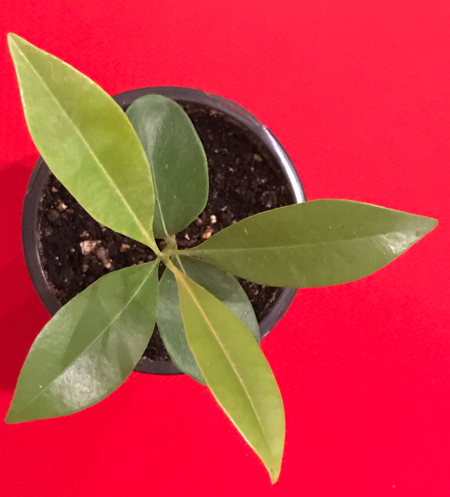 Sapodilla Manilkara Zapota Chiku Excalibur Tropical Tree Starter PLANT Seedling