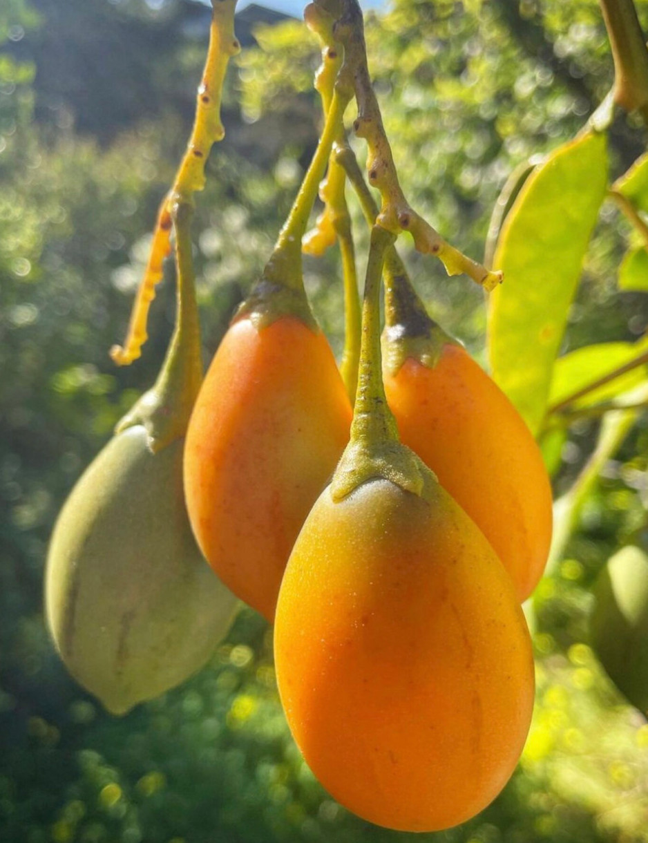Mixed pack of 6 cuttings of Tree tomato, Solanum betaceum. Red, orange, yellow.