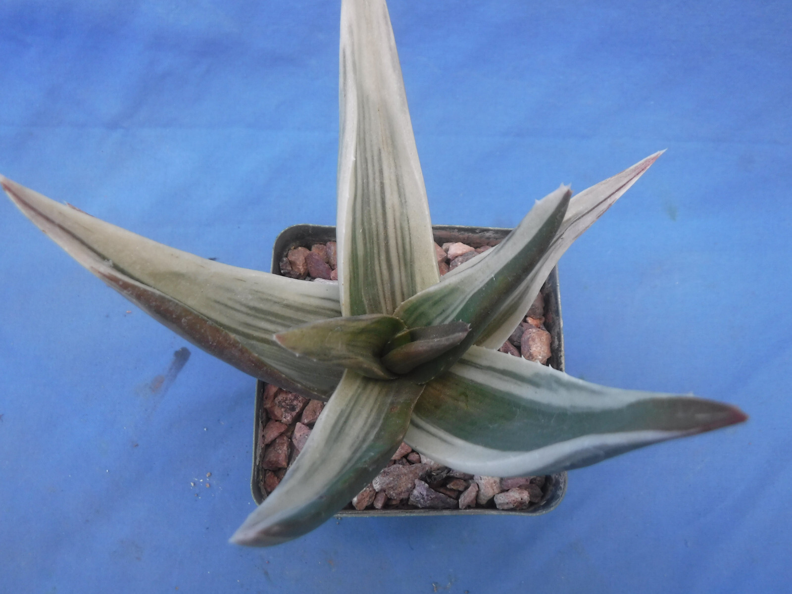 Aloe ‘Walmsley’s Bronze’ Starter Plants 2″-3″ Wide VARIEGATED! BRONZE in Sun!